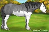 Horse Color:Smoky Blue Roan Splash Rabicano