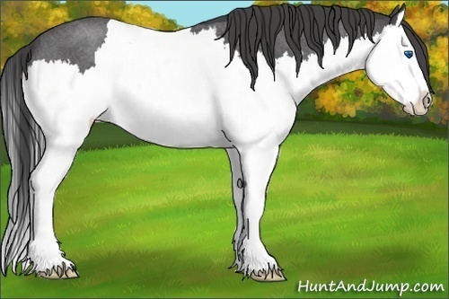 Horse Color:Smoky Blue Roan Splash