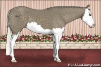 Horse Color:Silver Smoky Black Sabino Splash