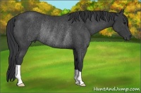 Horse Color:Black Rabicano 