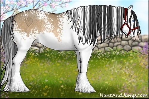 Horse Color:White Spotted Buckskin Roan Dun Splash Rabicano 