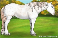 Horse Color:White Spotted Smoky Black Pearl Splash Appaloosa 