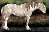 Horse Color:White Spotted Smoky Black Pearl 