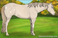 Horse Color:White Spotted Perlino 