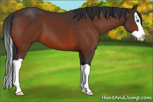 Horse Color:Unknown 