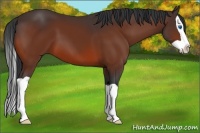 Horse Color:Unknown 