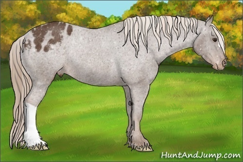 Horse Color:Liver Chestnut Varnish Rabicano 