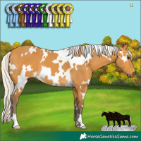 Horse Color:White Spotted Silver Buckskin 