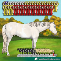 Horse Color:White Spotted Perlino Dun 