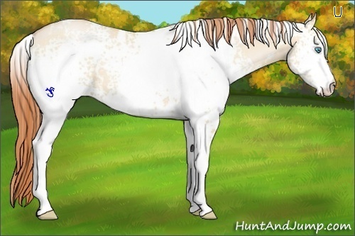 Horse Color:White Spotted Buckskin Pearl Dun 