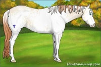 Horse Color:White Spotted Buckskin Pearl Dun 