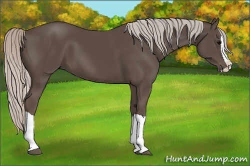 Horse Color:Silver Black Splash 