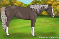 Horse Color:Silver Black Splash 