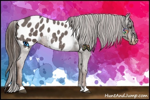 Horse Color:Liver Red Roan Appaloosa 