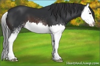 Horse Color:White Spotted Brown Splash 