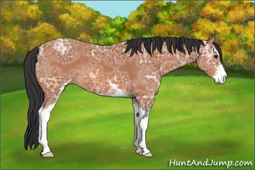 Horse Color:Bay Ice Sabino 