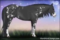 Horse Color:Black Sabino