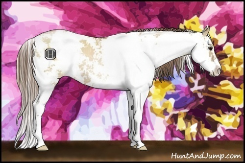 Horse Color:Grullo Pearl Sabino