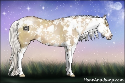 Horse Color:Silver Grullo Pearl Sabino