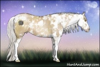Horse Color:Silver Grullo Pearl Sabino