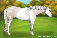 Horse Color:White Spotted Palomino Sabino Splash