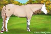 Horse Color:Buckskin Pearl Splash 