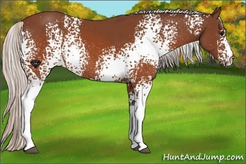 Horse Color:White Spotted Silver Brown Rabicano 