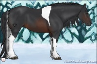 Horse Color:Brown Tobiano