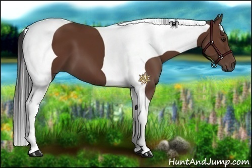 Horse Color:Bay Tobiano