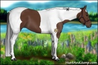 Horse Color:Bay Tobiano 
