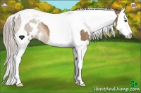Horse Color:White Spotted Chocolate Palomino Splash Tobiano 