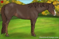 Horse Color:Liver Chestnut Splash 