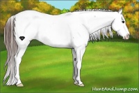 Horse Color:Brown Roan Sabino Appaloosa Rabicano 