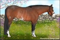 Horse Color:Bay Sabino Rabicano 