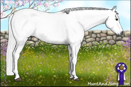 Horse Color:Gray Bay Rabicano