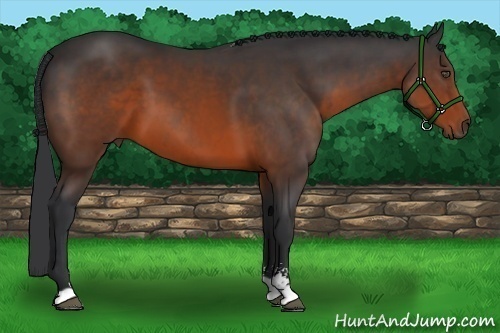 Horse Color:Brown Sabino 