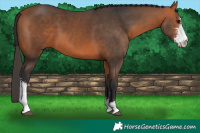 Horse Color:Brown Sabino