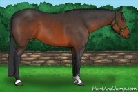 Horse Color:Brown Sabino