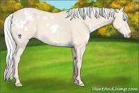 Horse Color:White Spotted Silver Perlino 