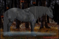 Horse Color:Black  Brindle