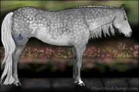 Horse Color:Silver Blue Chinchilla Roan Rabicano 