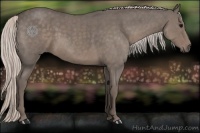 Horse Color:Silver Blue Roan 