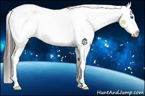 Horse Color:Black Splash Appaloosa Rabicano