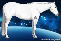 Horse Color:Black Splash Appaloosa Rabicano 