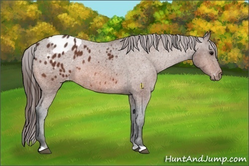 Horse Color:Bay Appaloosa Rabicano 