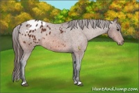 Horse Color:Bay Appaloosa Rabicano 
