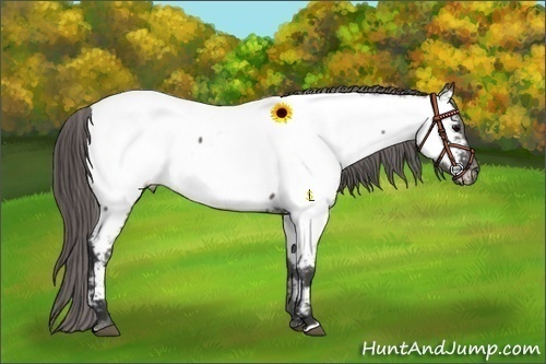 Horse Color:Grullo Appaloosa 