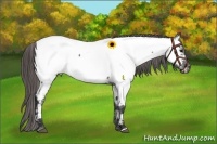 Horse Color:Grullo Appaloosa 