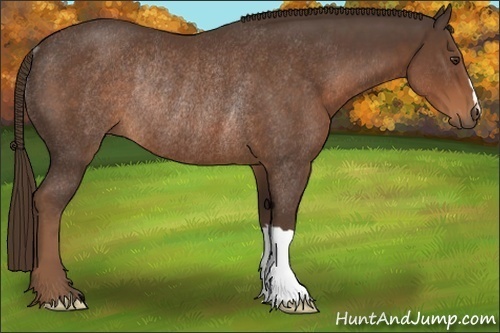 Horse Color:Liver Chestnut Rabicano