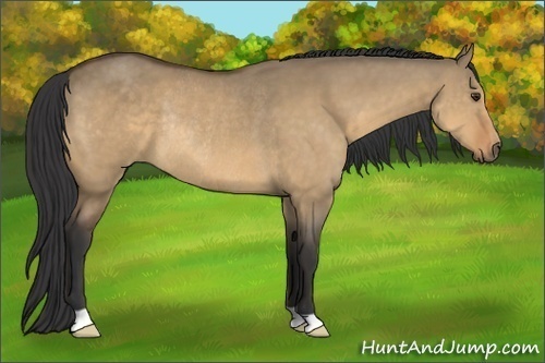Horse Color:Buckskin Dun Rabicano 